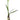 Lene Bjerre Flora Amaryllis Desktop Flowering Plant - White