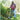 Spear & Jackson 23cm Cordless Grass Trimmer 36V Garden UK