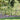 Decorative Obelisk Twin Pack Garden Plant Support Climbing Frame Metal